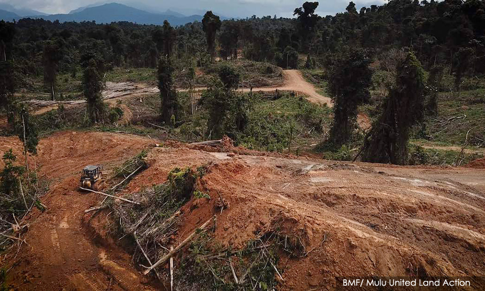 NGO gesa henti pembalakan di Taman Negara Mulu