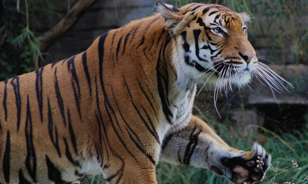 Harimau Malaya pupus dalam 10 tahun jika tiada tindakan 