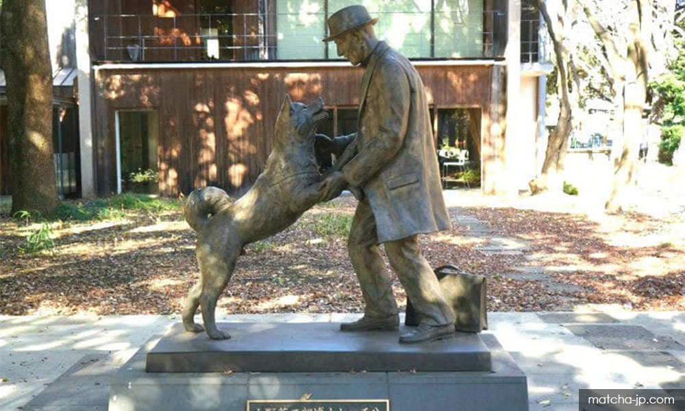 Hachiko, perang biologi dan anjing Shafee