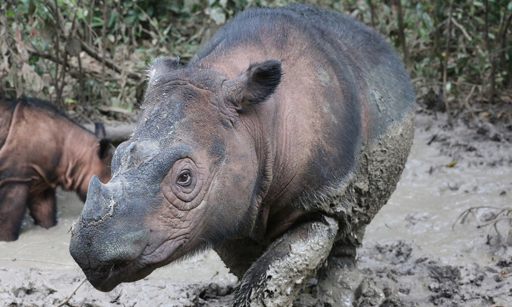 Kesedaran rakyat Malaysia isu haiwan terancam rendah