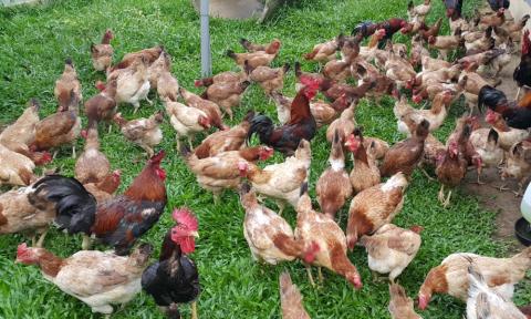 Ayam Kampung Yang Anda Beli Mungkin Bukan Ayam Kampung