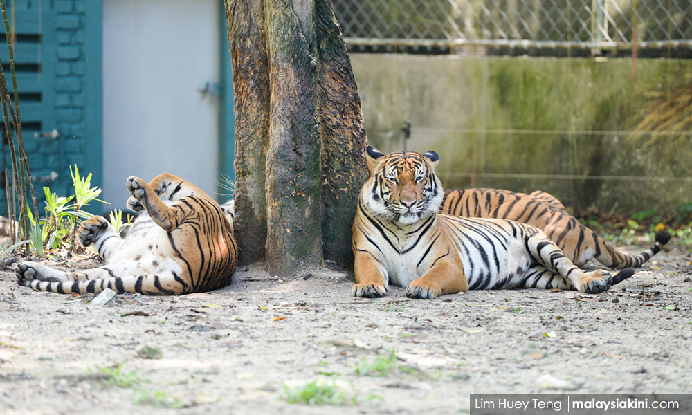 Negara zoo THE 10