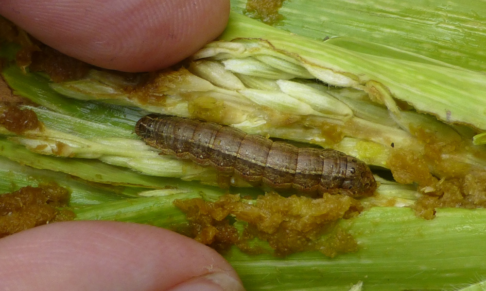 Fall Armyworm Invades Crops Across Asia