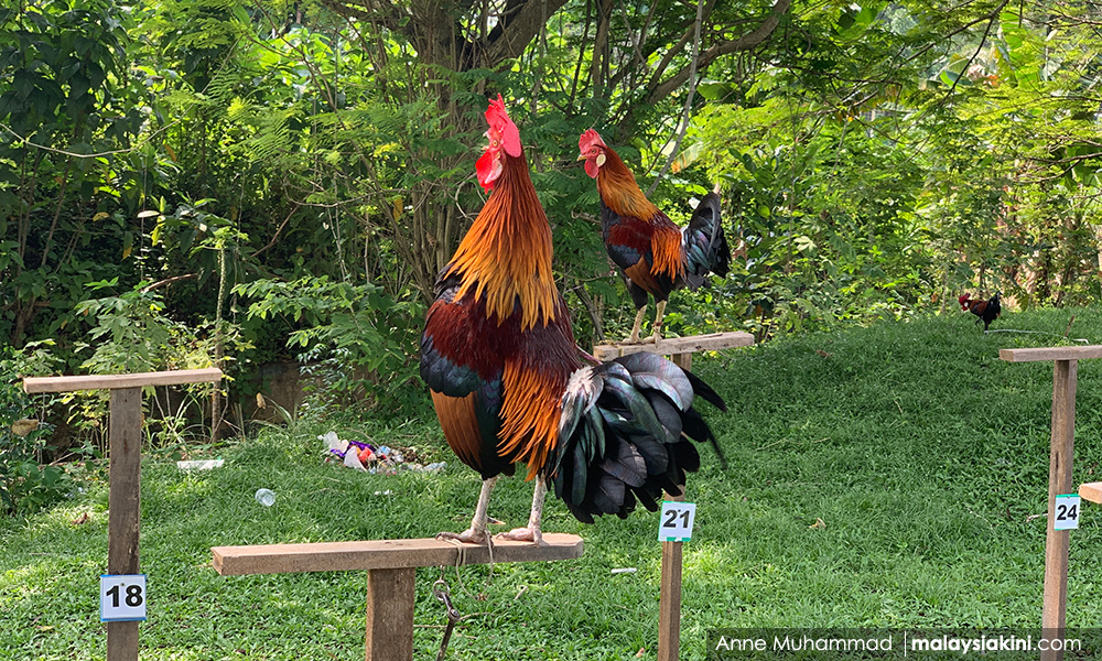 Anak Kelantan di kota hidupkan semula acara sorak ayam