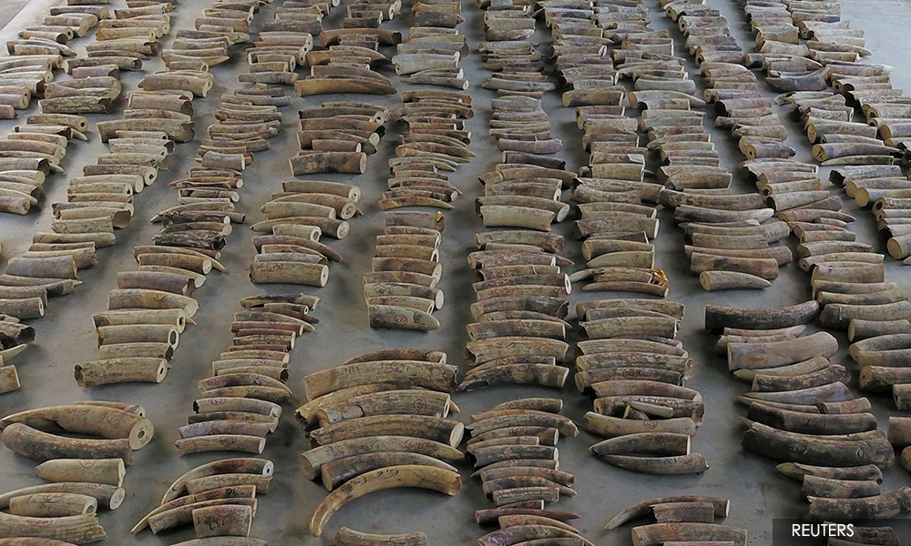 Singapore seizes ivory from nearly 300 elephants in record haul
