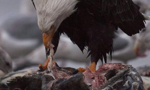 Helang Terbang Tinggi Buru Pipit Makan Bangkai