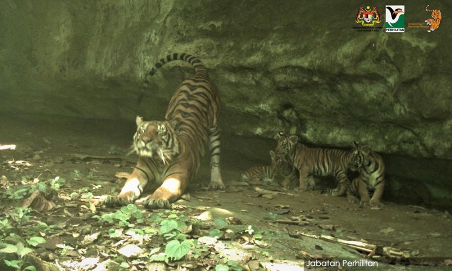Malaysiakini Masih Ada Harapan Pulihara Harimau Malaya Siti Hasmah