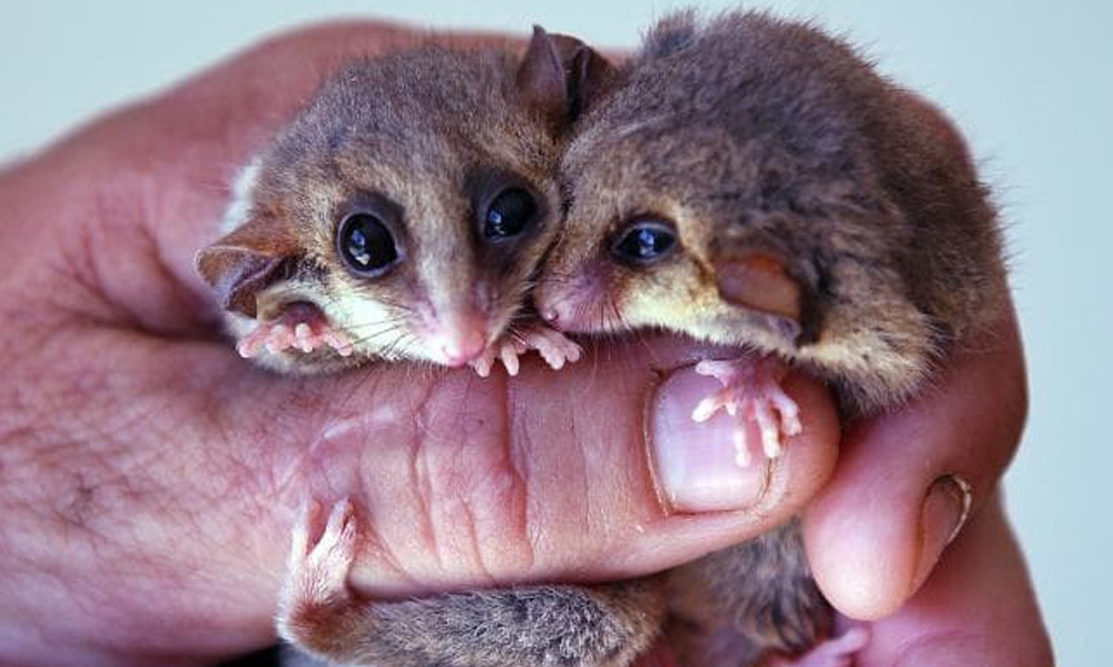Aussies relocate 30,000 animals before building new gas plant