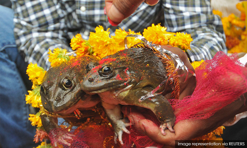 Katak dipaksa ‘bercerai’ di tengah India