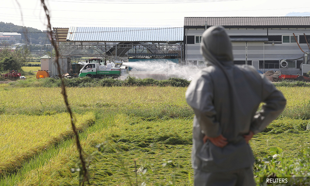 S Korea confirms second case of deadly African swine fever