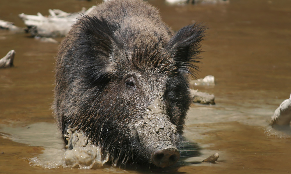 Swine fever: Public told to report wild boar, pig deaths