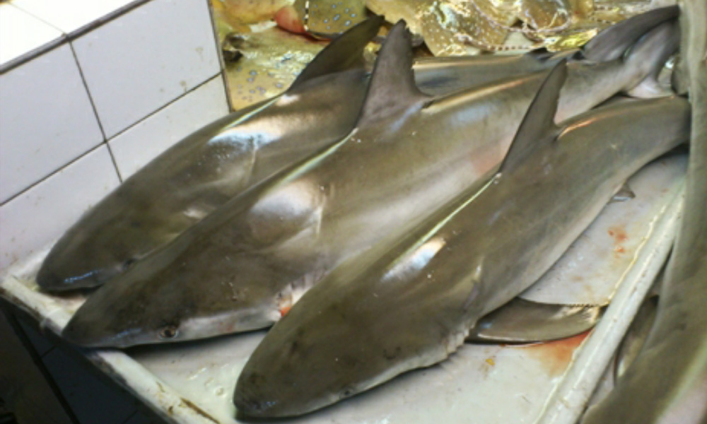 DOF perkukuh pemantauan lindungi 5 spesies ikan yu terancam 1 9f937cdc0a56b03eea626e713885c623