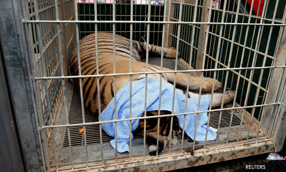 Thai 'Tiger Temple' blames gov't for deaths of rescued tigers