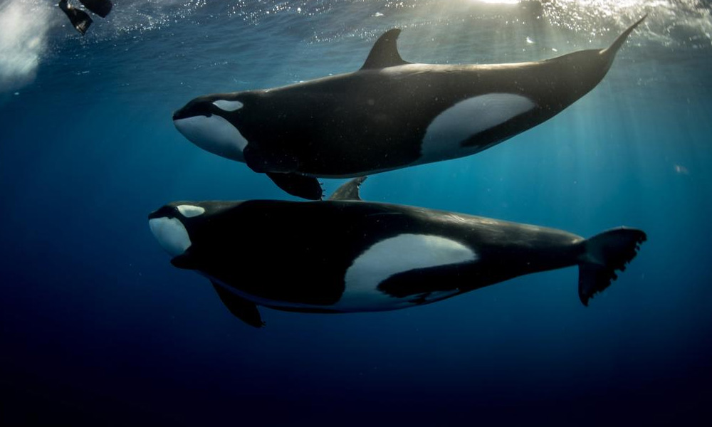 Minister confirms sighting of killer whales, assures it won't threaten seafood source