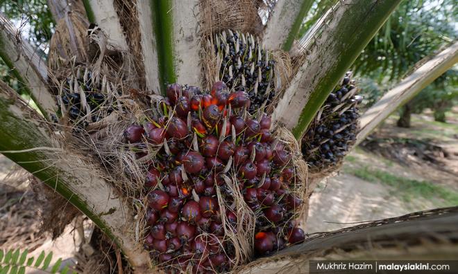 Menteri nafi India boikot sawit Malaysia