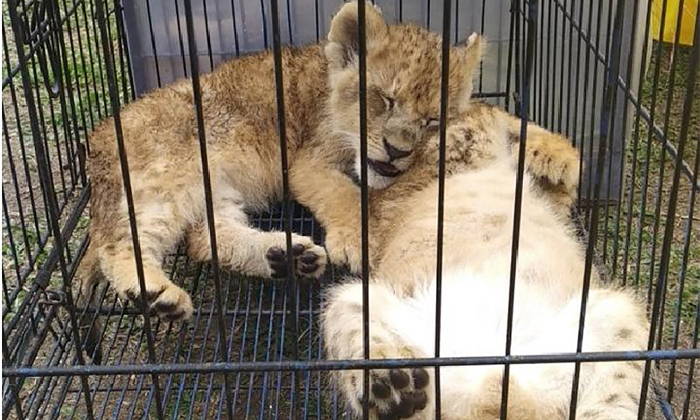 Indonesia foils attempt to smuggle lion cubs from Malaysia