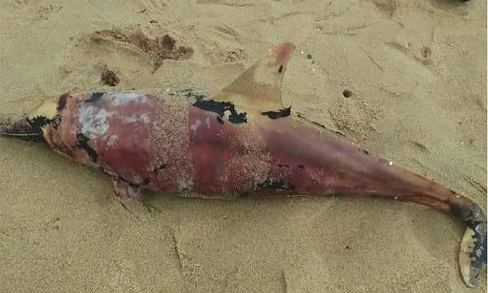 No proof carcass is of rescued dolphin, says expert
