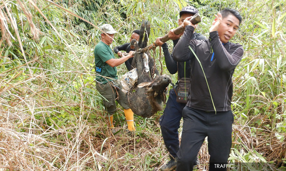 Courts meting out stiffer penalties for poachers of the rare goat