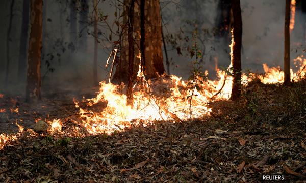 Ambil Iktibar Kebakaran Hutan Di Australia Aktivis Alam Sekitar