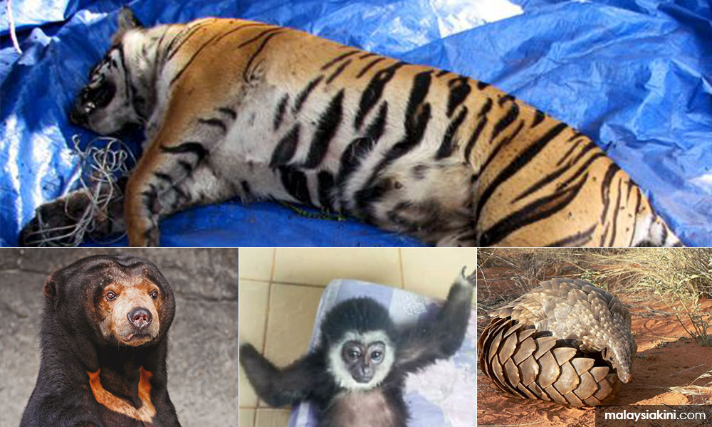 LETTER | Global human life in danger, wildlife endangered! - Malaysiakini