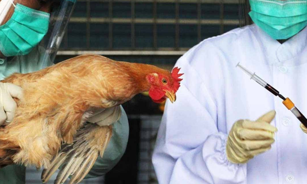 China Reports H5n1 Outbreak In Hunan