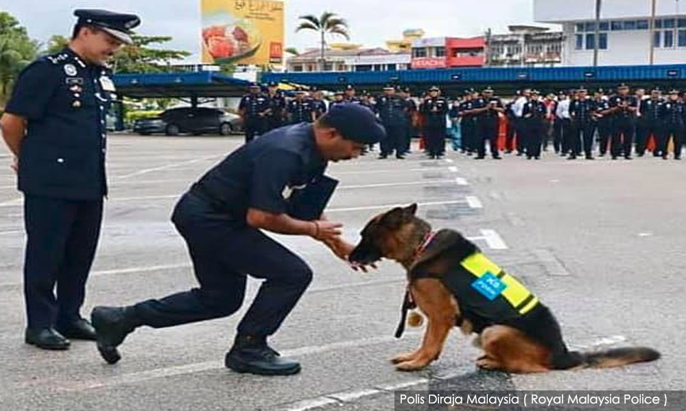 German Shepherd receives maiden appreciation award from Pahang police