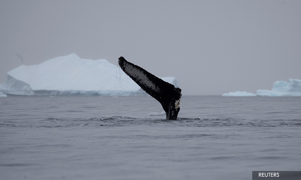 Global warming causing 'irreversible' mass melting in Antarctica - scientist