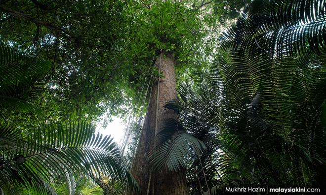 Simpan hutan Hutan simpan