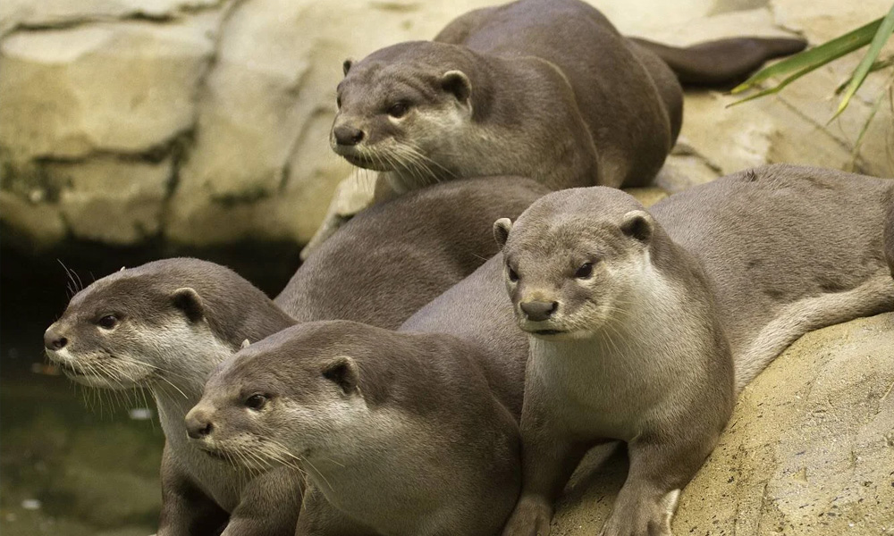 DBKL adopts otters at Kepong, Perdana Botanical Gardens parks