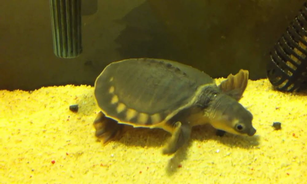 Tawau marine police foil attempt to smuggle baby tortoises worth RM1m