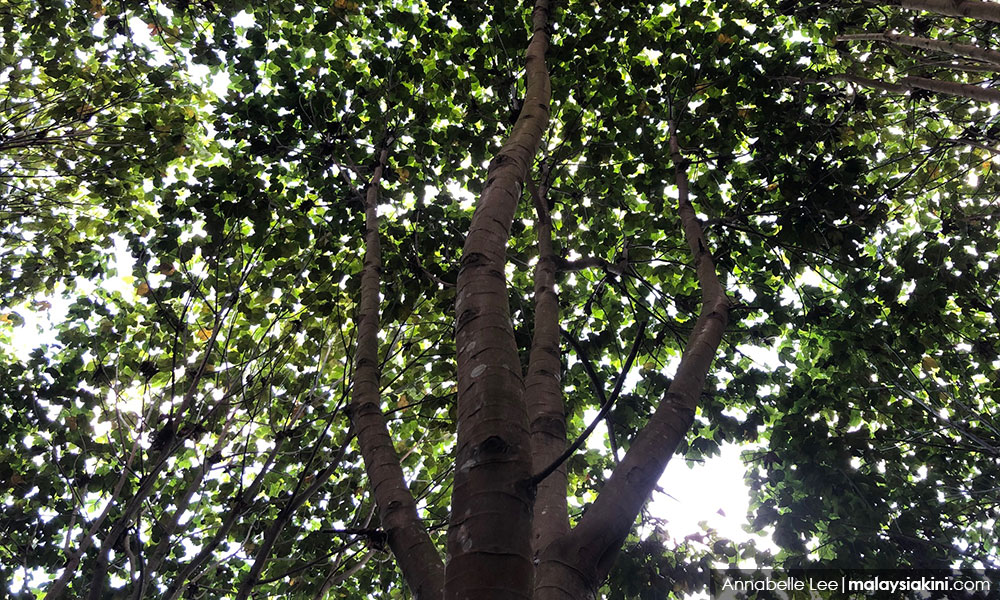 Surat Mohon Anak Pokok Pejabat Hutan