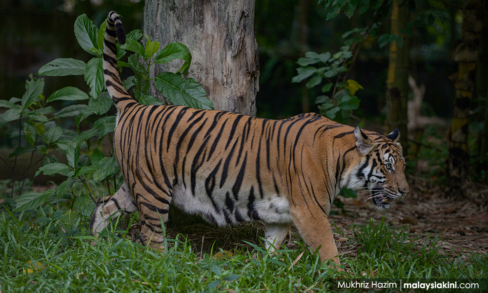 Tapak harimau di Cameron Highlands, Perhilitan pastikan tiada ancaman
