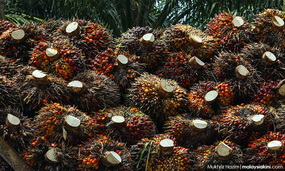 英国MSPO认证证明马来西亚棕榈油的可信度