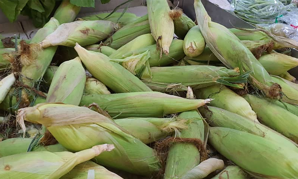 Environmental group condemns planned corn cultivation in forest reserve