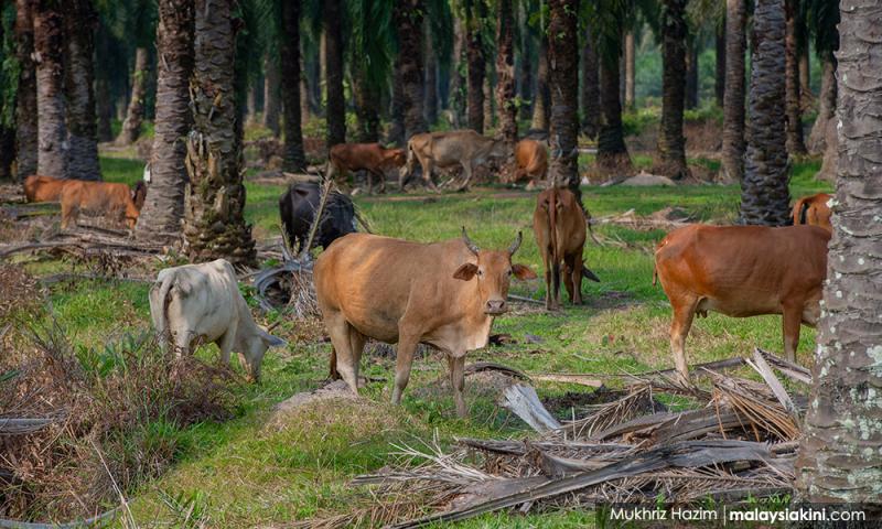 SD Guthrie defends eviction of Selangor cattle farmers