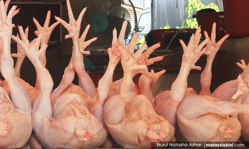 Chicken cartel: MyCC denies certain politicians being investigated