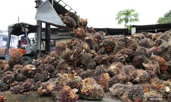 Harga kelapa sawit 1 tan terkini