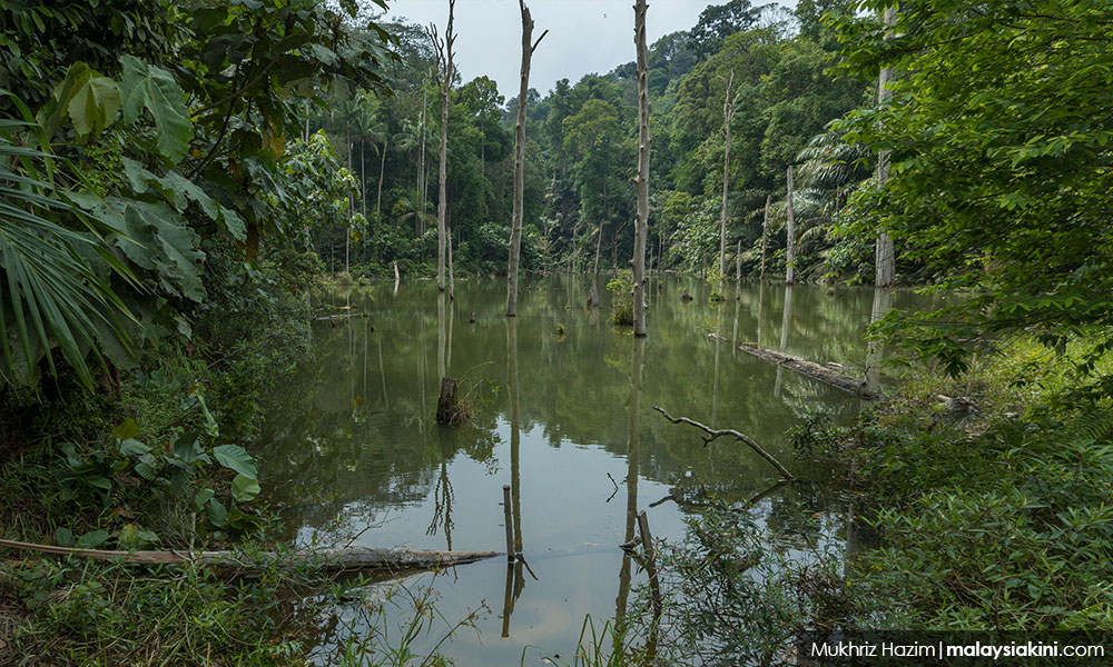 COMMENT | Can Selangor govt give real 'harapan' for greener future