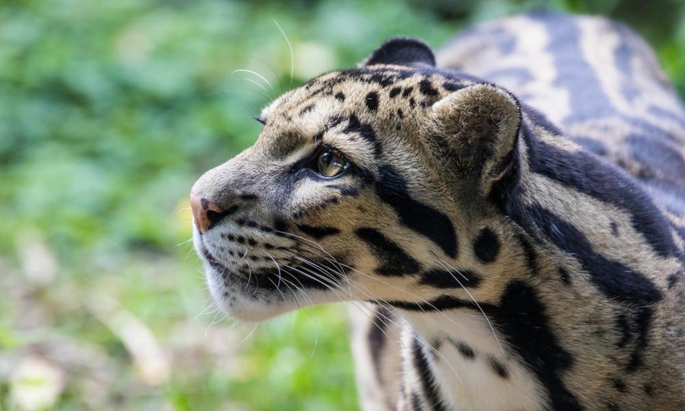 427414a8e163aa0fe283c76e3c531ab8