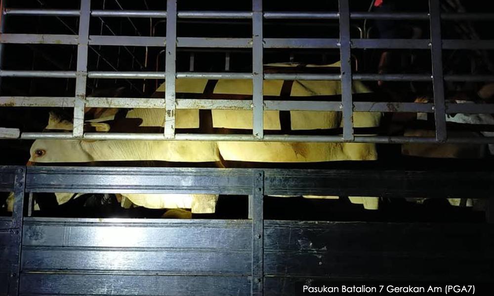 PGA tumpaskan sindiket seludup lembu di Pasir Mas
