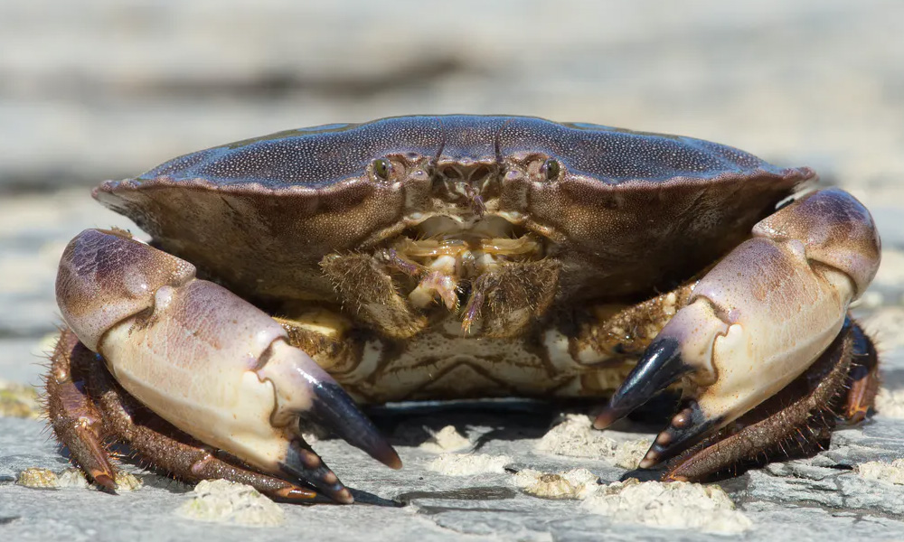 Research: Quarter of world's freshwater fauna on brink of extinction
