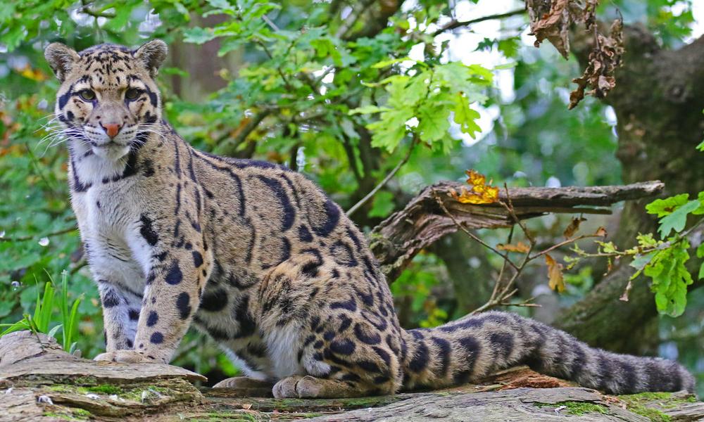 Perhilitan tangkap rimau dahan disyaki baham ternakan