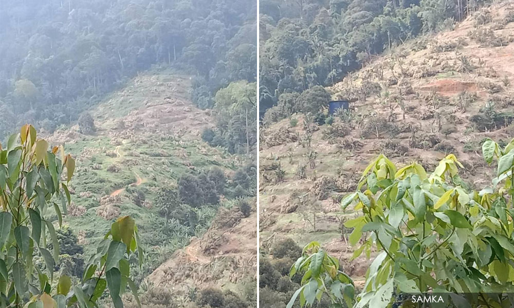 131 pekebun Musang King gagal dapat kebenaran akses dusun di Raub