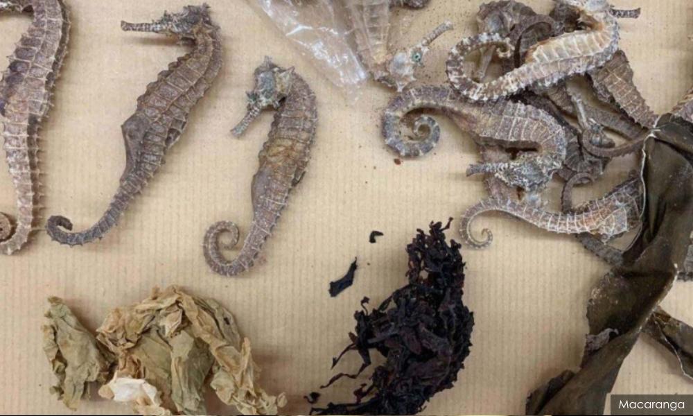 Cubaan bawa keluar kuda laut ke Thailand gagal