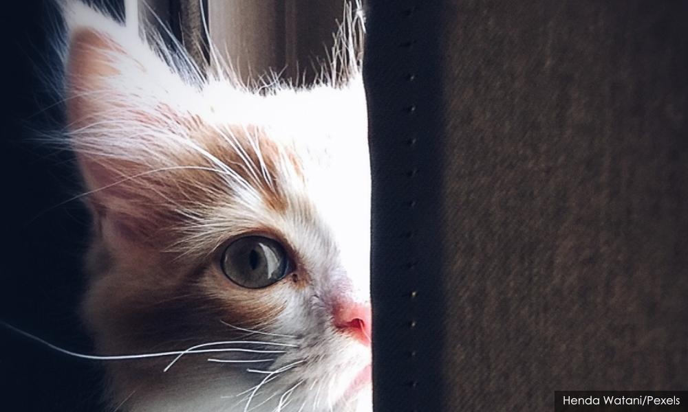 Kucing tumpahkan cecair kimia di makmal maktab guru