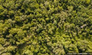 揭沙砂逾8万公顷森林地待售，NGO促当局监管调查