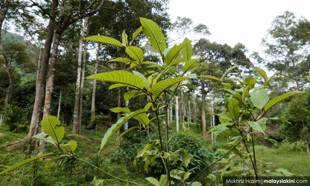 USM drug research centre ready to be global expert on ketum