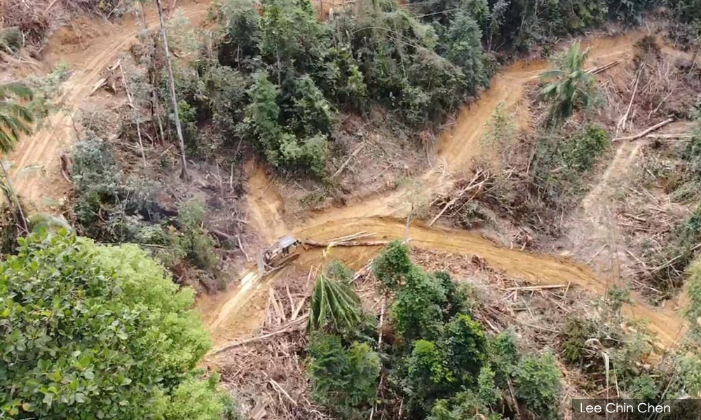 LETTER | Stop EIA approvals, probe DOE over forest destruction