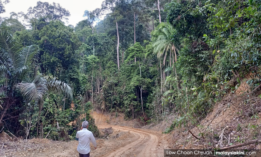 Rimba Disclosure: Forested area the size of Putrajaya put on sale
