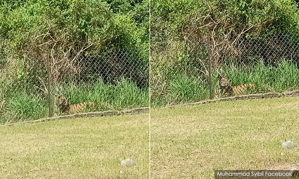 Tiada aduan baru kelibat harimau di Gua Musang - Perhilitan